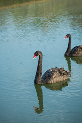 Obraz premium Elegant black swans gracefully swimming in serene blue water, reflecting their beauty in the calm lake on a bright sunny day