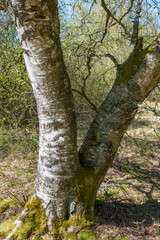 Fototapeta premium Betula pubescens Moorbirke Detail Stamm
