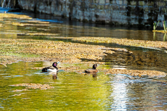 Two tufted ducks swim through clear, shallow river water, surrounded by natural textures and soft reflections in bright daylight.