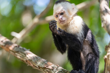 Fototapeta premium White-faced capuchin monkey, Costa Rica. 