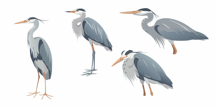 Four heron illustrations in various poses flat vector style