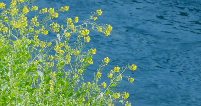 水辺の花」の写真素材 | 28,153件の無料イラスト画像 | Adobe Stock