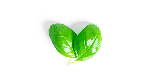 Basil isolated on a white background. Fresh basil leaves.
