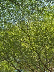 Obraz premium trees in the forest