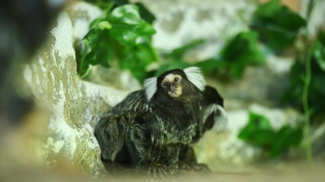 Two funny looking Common Marmosets Callithrix jacchus with characteristic white tufts of hair on ears sit on branch. Exotic wildlife, biodiversity concept, cute monkey in natural habitat, conservation