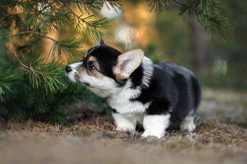 Fototapeta premium cute welsh corgi pembroke puppy exploring the forest