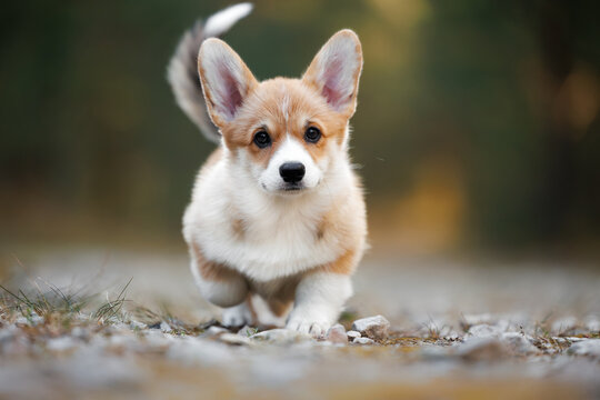 cute welsh corgi puppy walking in the forest