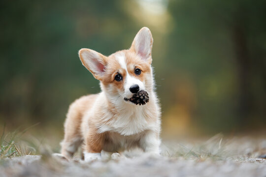 funny welsh corgi puppy standing in the forest and holding a pine cone in mouth