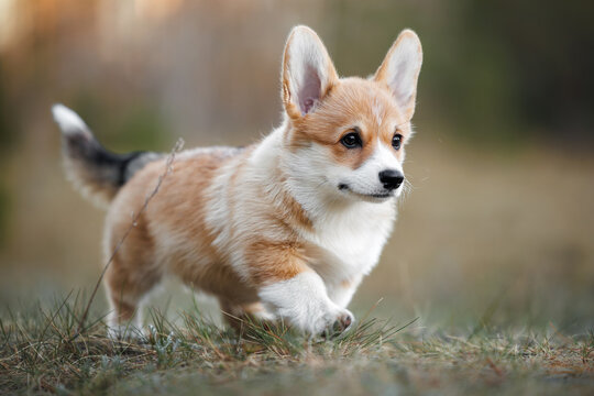cute  welsh corgi puppy walking in the meadow