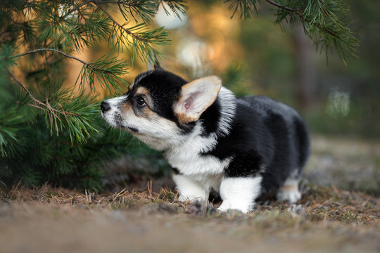 cute welsh corgi pembroke puppy exploring the forest