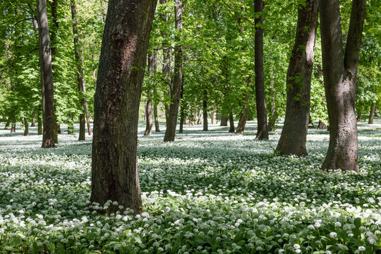 Scenic view of a historic park in Dolna Krupa, Slovakia, with tall trees rising from a blooming white carpet of wild garlic in spring