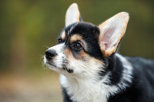 black and tan welsh corgi pembroke puppy portrait outdoors