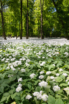 A dense carpet of blooming wild garlic (Allium ursinum) with white flowers and green leaves on a forest floor during spring.