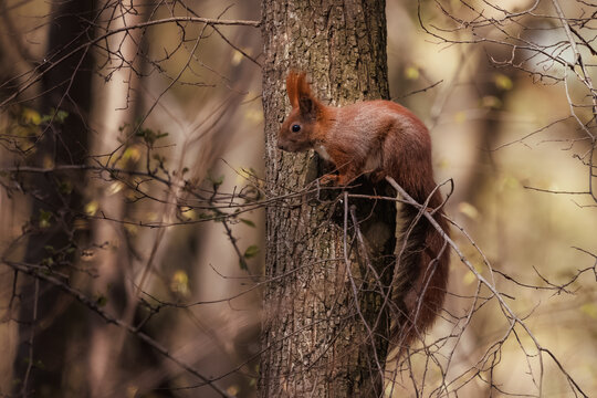 aufmerksames Eichh&ouml;rnchen auf einem Ast