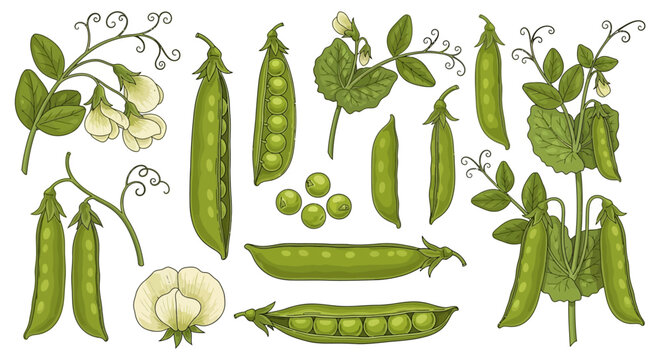 Green pea pods, vegetables, peas, garden peas, legumes, illustration, vector graphics