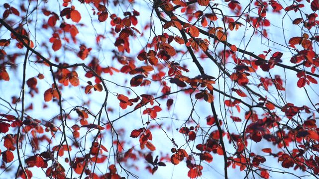 Young leaves of the wild walnut tree emerge in spring.