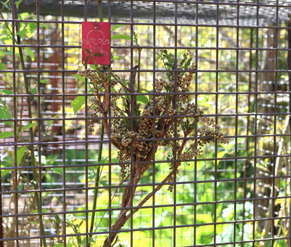 plante nocive