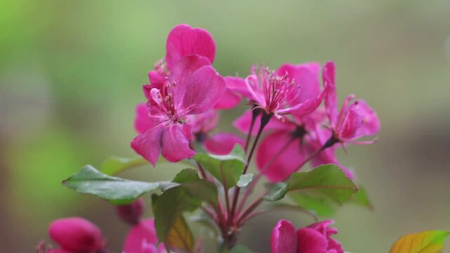Flowering Crabapple Blossoms Close Up. Malus. Soft Spring Nature Background.
Close up of delicate flowering crabapple (Malus) blossoms in soft natural light. 
