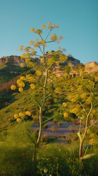 Wild fennel plant near Gerace in the beautiful spring sunset