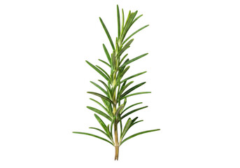 Fototapeta premium Spruce tree branch isolated on transparent background