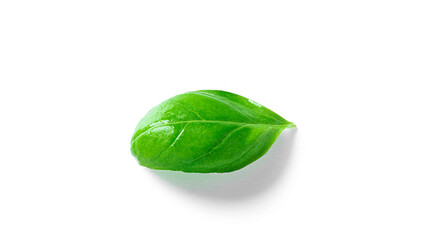 Fototapeta premium Basil isolated on a white background. Fresh basil leaves.