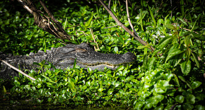 alligator in the swamp