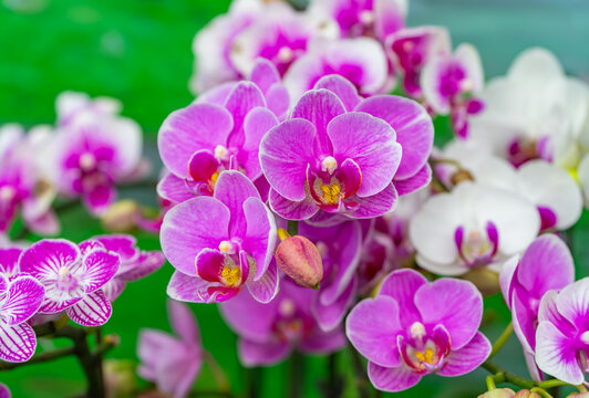 Flowers beautiful purple orchid phalaenopsis.