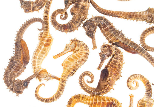 Sea Horses isolated on white