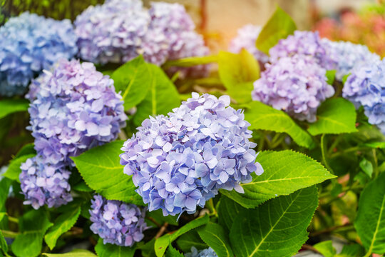 Blooming vibrant purple Hydrangea flowers in garden