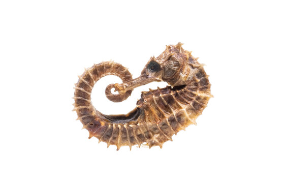 Sea Horse isolated on white
