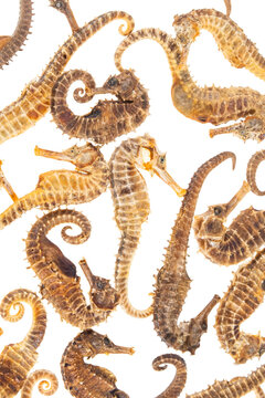 Sea Horses isolated on white