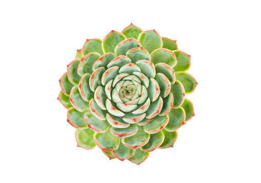 Succulent plant isolated on white background