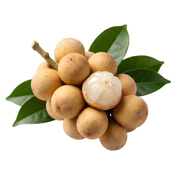 Longkong (langsat)