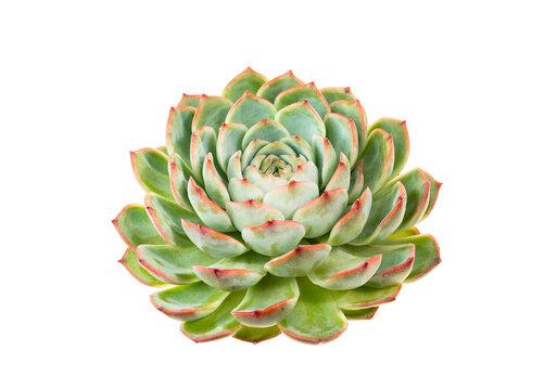 Succulent plant isolated on white background