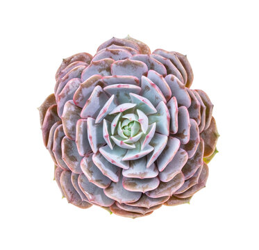 Succulent plant isolated on white background