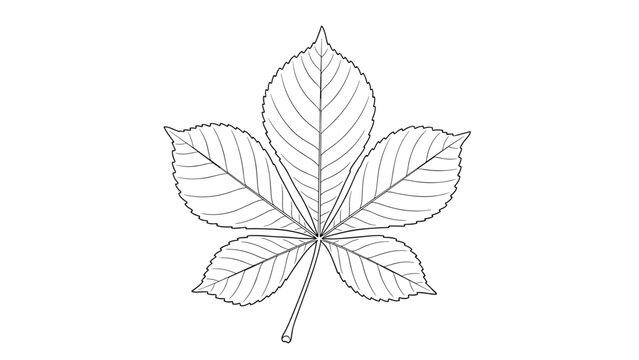 Detailed black and white line drawing of a horse chestnut leaf showing its characteristic five leaflets and jagged edges.