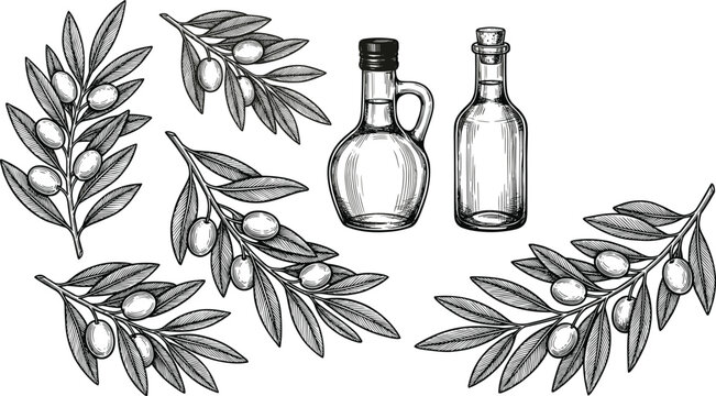 :
Vintage Hand Drawn Olive Branch and Olive Oil Bottle Collection Black and White Sketch Vector Illustration Set