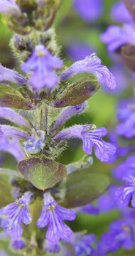 Blue bugle (Ajuga reptans), Auvergne, France.