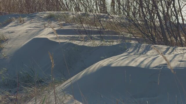 Shadowed dune with leafless shrubs and pale sand, cool light and long thin shadows create subdued winter mood, sparse vegetation and gentle contours suggest solitude and quiet reserve, k
