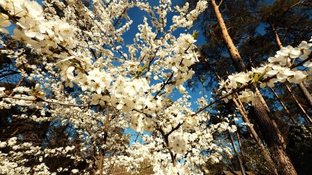 Blooming Cherry Tree With White Flowers On Sunny Day. Seasonal Awakening Of Wilderness
