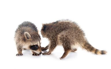 Fototapeta premium young raccoon