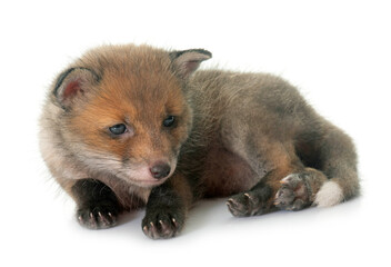 Fototapeta premium sleeping red fox cub