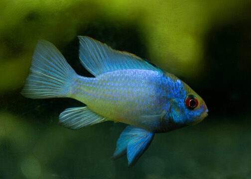  Microgeophagus Ramirezi Electric Blue