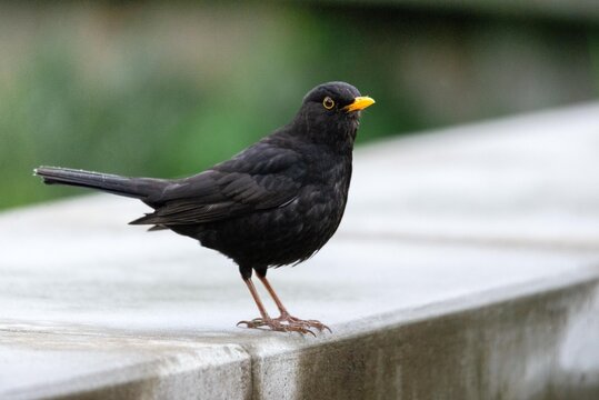 Blackbird standing on concrete ledge. Common garden bird with yellow beak posing in nature. Wild animal wildlife portrait representing spring season and outdoor fauna environment.