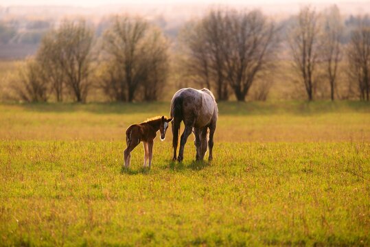 Mare and foal grazing on green field at sunset. Mother horse with baby standing on summer meadow. Rural countryside farm scene with animal in natural light. Gentle domestic pet bond.