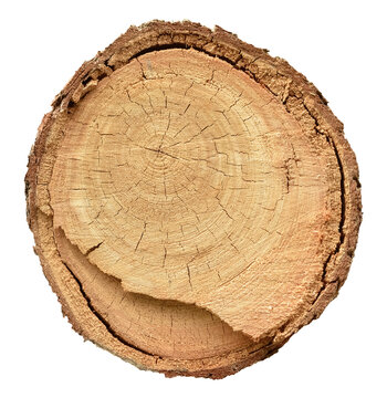 Cross section of a slice of a tree trunk with age or growth rings, dendrochronology wood science png background design element