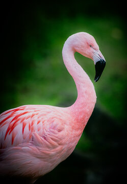 Edited vertical photography of a Pink Flamingo - France
