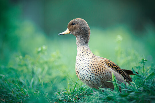 Yellow-billed Pintail duck (Anas georgica)