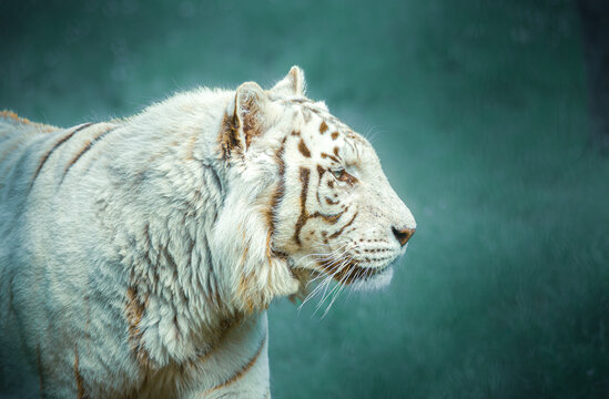 White tiger in profile over a dark green greyish background