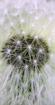 Dandelion (Taraxacum), Auvergne, France.